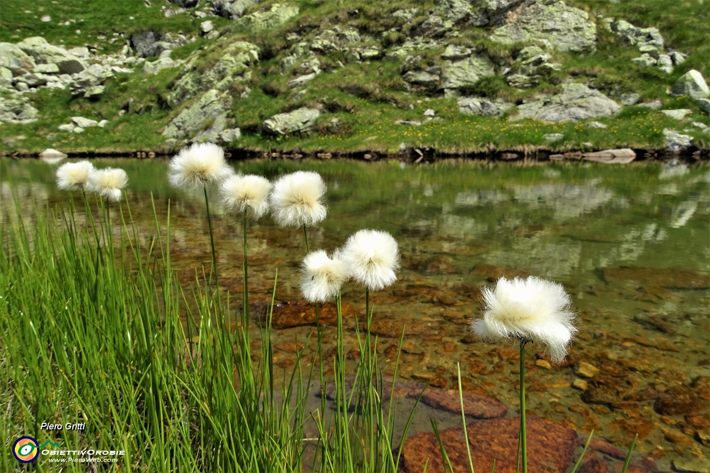 37 Bianchi eriofori al Laghetto di Varobbio (2272 m).JPG